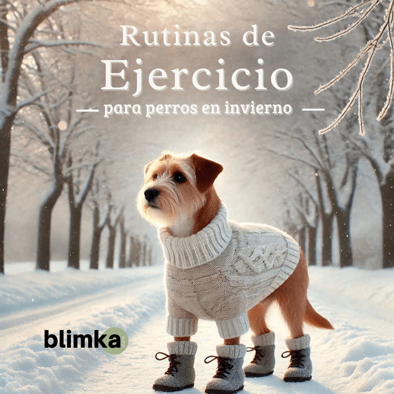 Rutinas de Ejercicio para Perros en Invierno