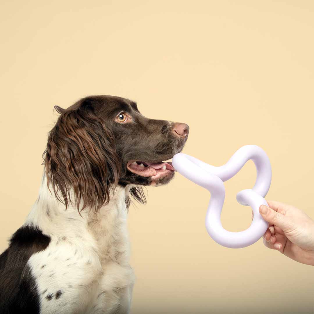 Juguete para Perros FUNKY - Violeta - DogToy