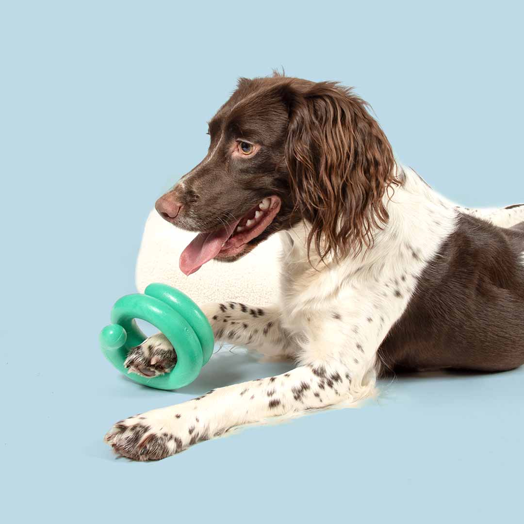 Juguete para Perros WIGGLE - Verde - DogToy