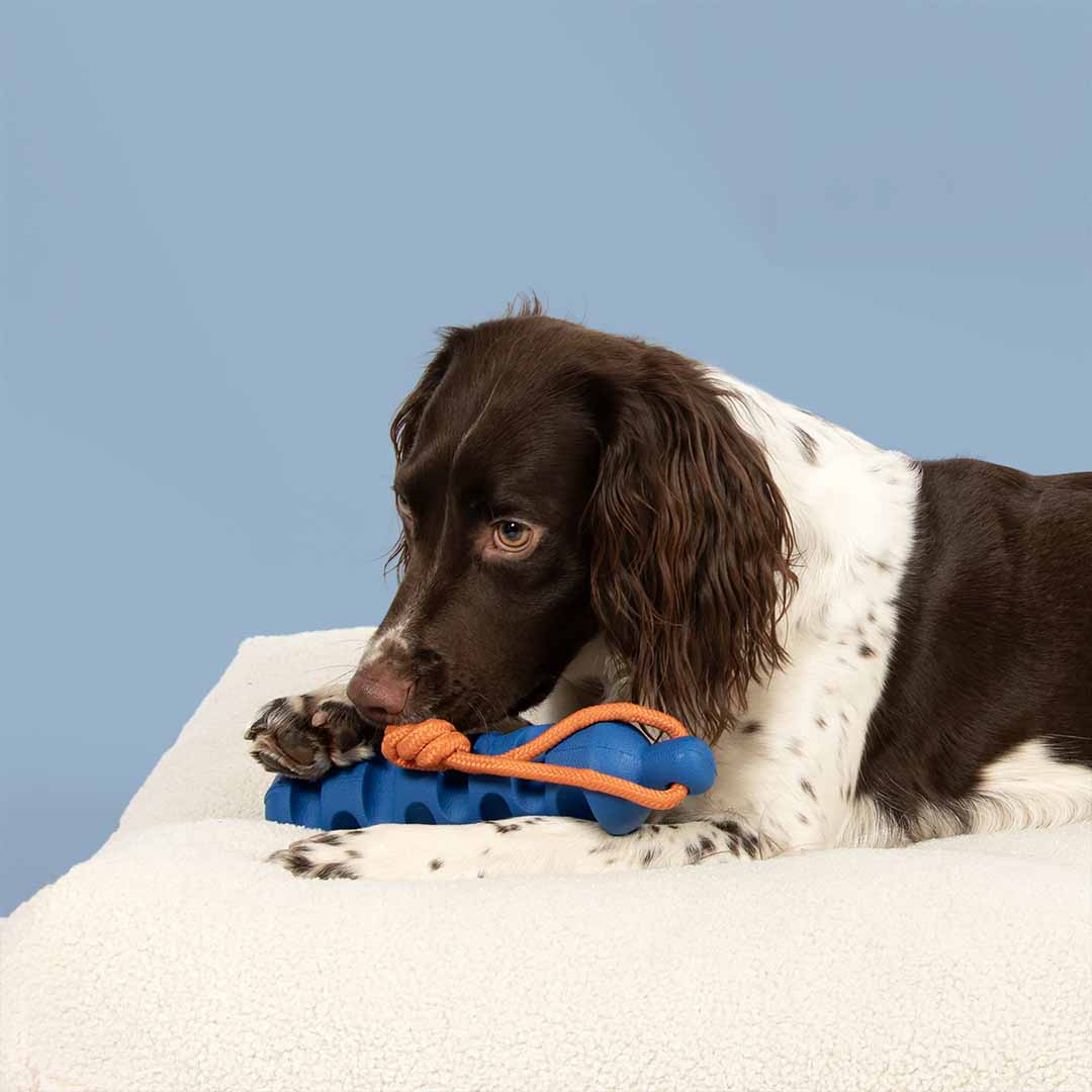 Juguete para Perros GROOVY GRIP - Azul/Naranja - DogToy