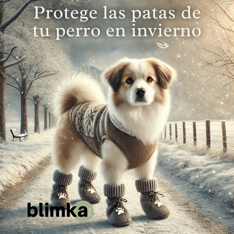 Protege las Patas de tu Perro en Invierno: Consejos para Evitar Daños y Molestias