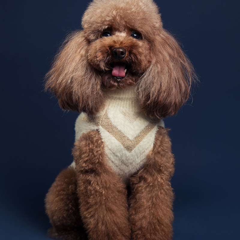 Jersey Snug - Tejido Suave para Mascotas